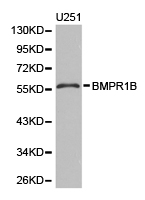 Western blot analysis of extracts of various cell lines, using BMPR1B antibody  at 1:1000 dilution