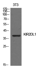 Western Blot (WB) analysis of NIH-3T3 cells using CD158a Polyclonal antibody