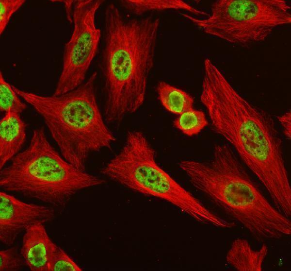 a02726 1 hnrnpc primary antibodies if testing 1