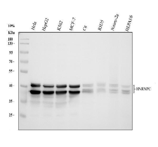 Western blot analysis of HNRNPC using anti-HNRNPC antibody (A02726-1)