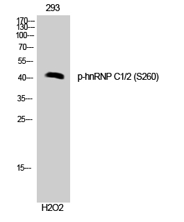 a02726s260 hnrnpc primary antibodies wb testing 2