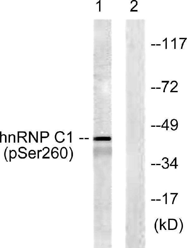 a02726s260 hnrnpc primary antibodies wb testing 3