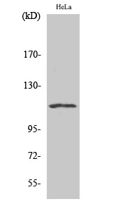 Western Blot analysis of various cells using NFATc3 Polyclonal Antibody