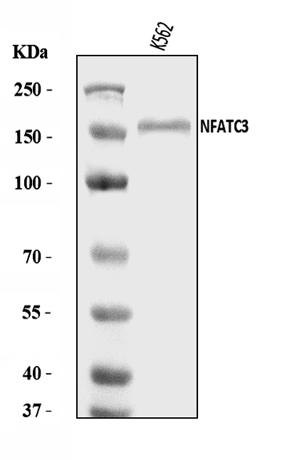  Western blot analysis of NFAT4/NF-ATc3/NFATC3 using anti-NFAT4/NF-ATc3/NFATC3 antibody (A02727-3)