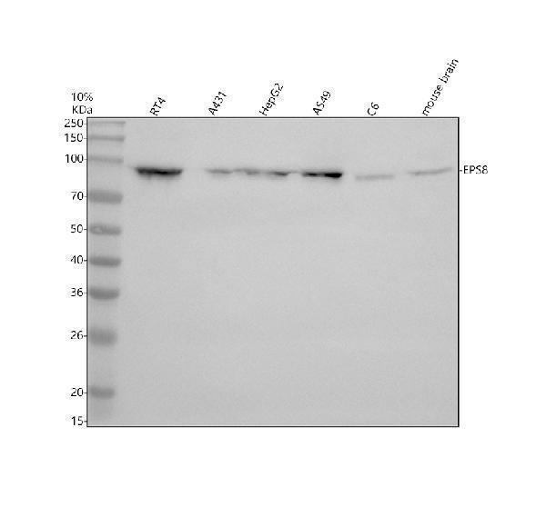 Western blot analysis of EPS8 using anti-EPS8 antibody (A02730-1)