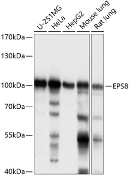 Western blot analysis of extracts of various cell lines, using EPS8 antibody  at 1:1000 dilution