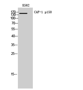 a02732 1 chaf1a primary antibodies wb testing 1