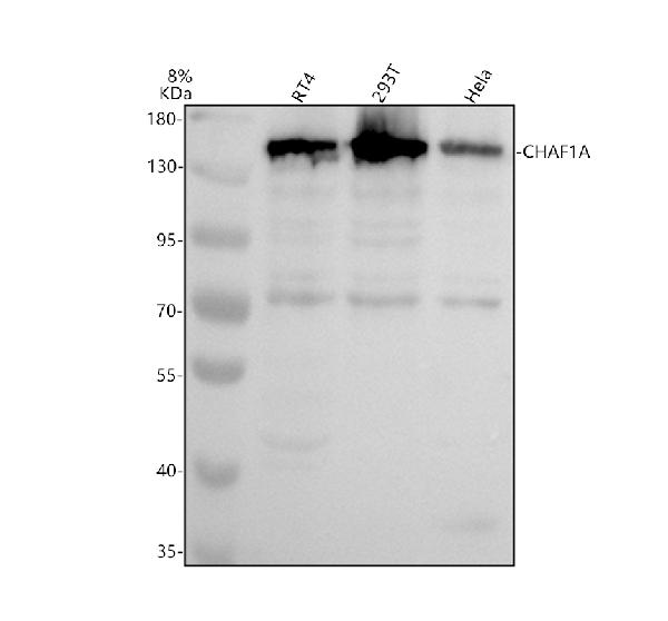 Western blot analysis of CHAF1A using anti-CHAF1A antibody (A02732-2)