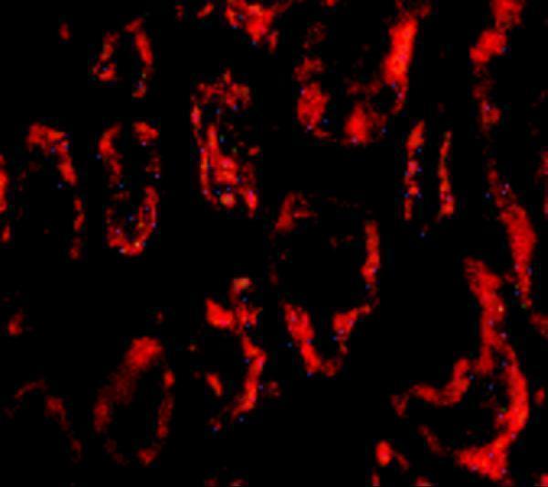 a02734 1 banf1 primary antibodies if testing 5