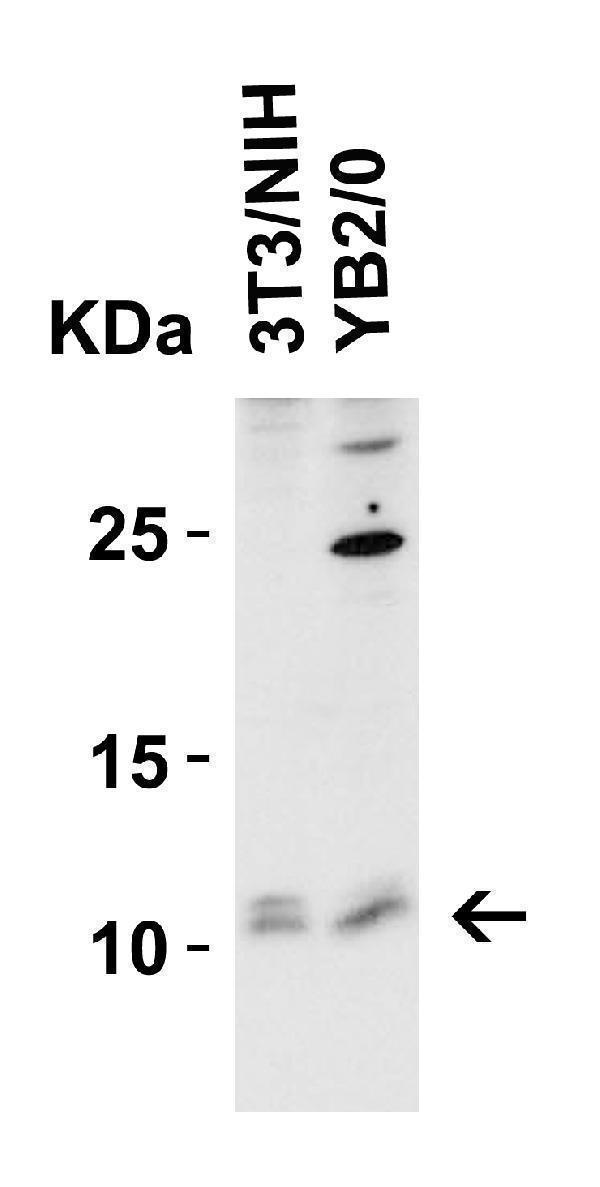 a02734 1 banf1 primary antibodies wb testing 4