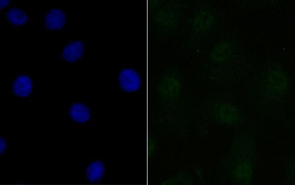 ICC staining BANF1 in A549 cells (green)