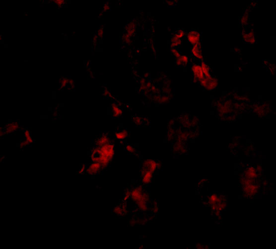 Western Blot Validation in Human Kidney Tissue Lysate
Loading: 15 μg of lysates per lane