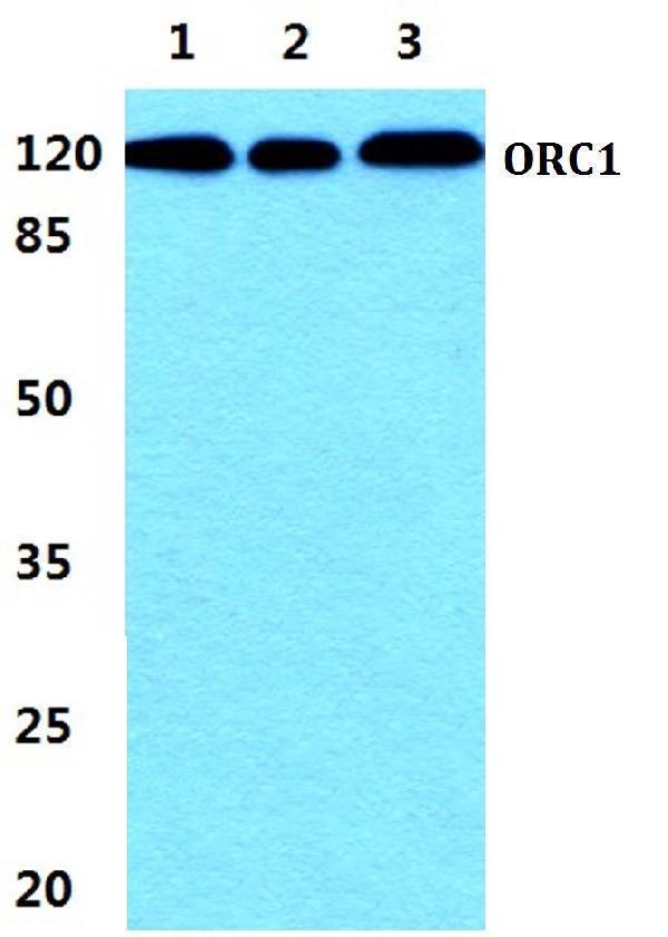 a02735 1 orc1 primary antiboties wb testing 1