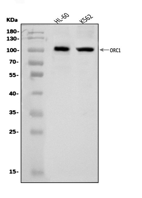  Western blot analysis of ORC1 using anti-ORC1 antibody (A02735-2)