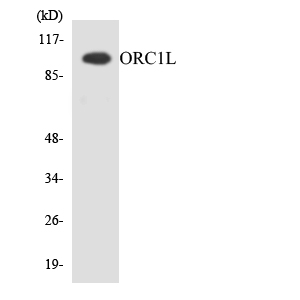 a02735 orc1 primary antibodies wb testing 1