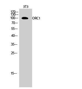a02735 orc1 primary antibodies wb testing 2