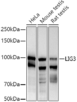 a02741 1 lig3 primary antiboties wb testing 1