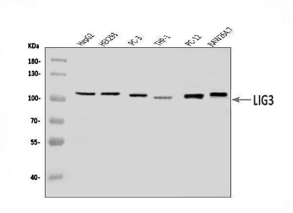 a02741 2 lig3 primary antibodies wb testing 1