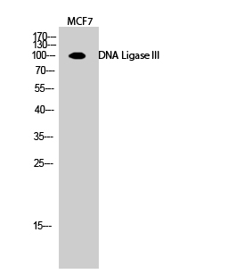 a02741 lig3 primary antibodies wb testing 1