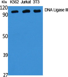a02741 lig3 primary antibodies wb testing 2
