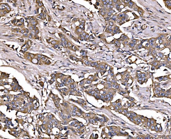 a02742 1 lsr primary antibodies ihc testing 4