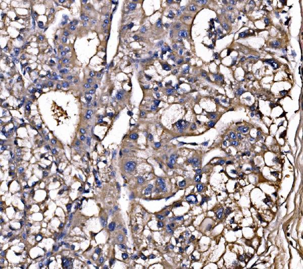 a02742 1 lsr primary antibodies ihc testing 5