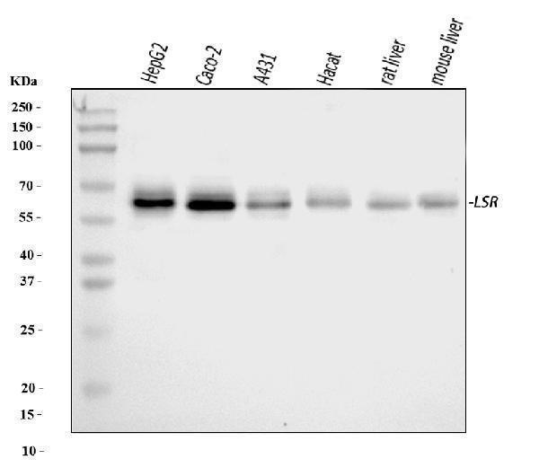 a02742 2 lsr primary antibodies wb testing 1