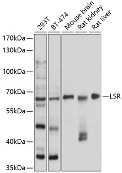 a02742 lsr primary antiboties wb testing 1