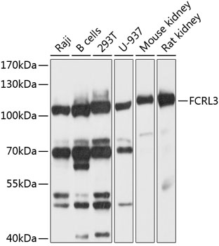 a02743 fcrl3 primary antiboties wb testing 1