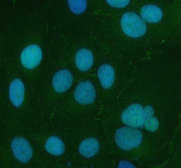  IF analysis of CXADR using anti-CXADR antibody (A02747-1)