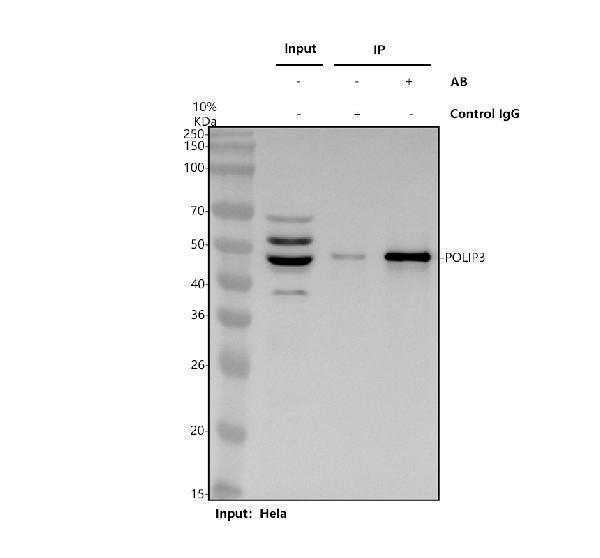 a02748 2 poldip3 primary antibodies ip testing 1