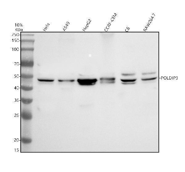 Western blot analysis of SKAR/POLDIP3 using anti-SKAR/POLDIP3 antibody (A02748-2)