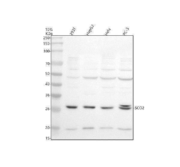 Western blot analysis of SCO2 using anti-SCO2 antibody (A02749-1)