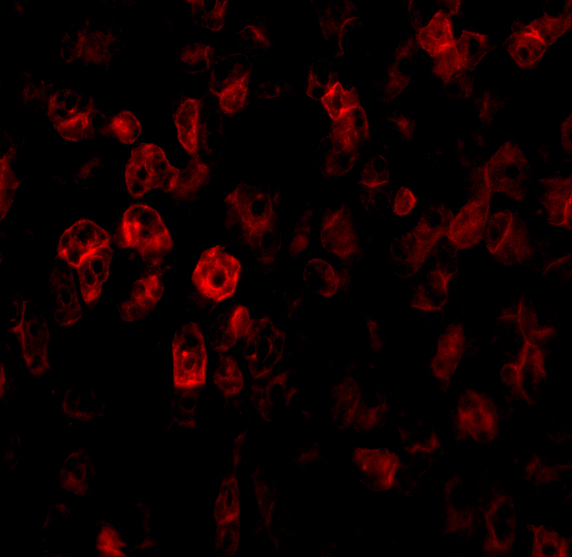 Immunofluorescence of SCO2 in Human Liver tissue with SCO2 antibody at 20 μg/mL