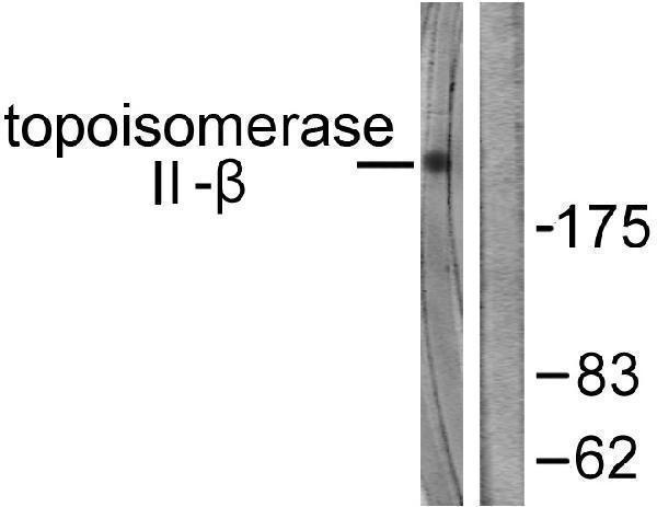 a02750 top2b primary antibodies wb testing 2