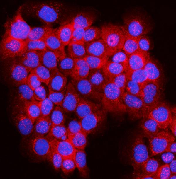  IF analysis of JLP/SPAG9 using anti-JLP/SPAG9 antibody (A02751-1)