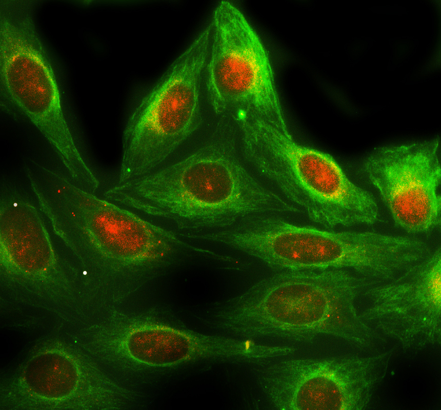 a02752 2 nr2c2 primary antibodies if testing 1