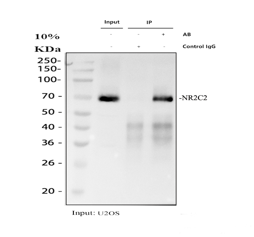 a02752 2 nr2c2 primary antibodies ip testing 1