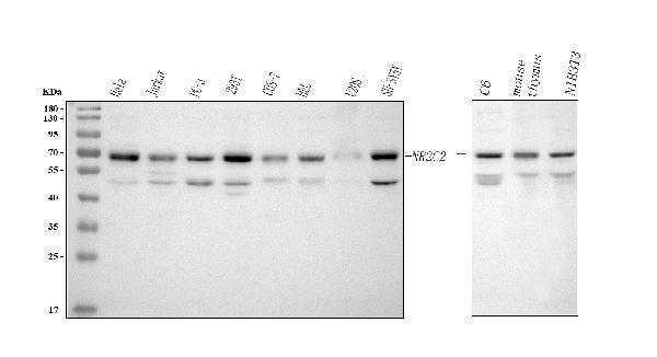  Western blot analysis of NR2C2 using anti-NR2C2 antibody (A02752-2)