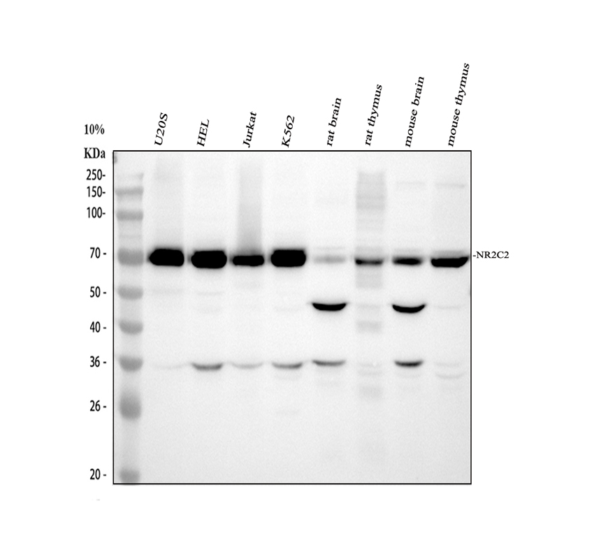 Western blot analysis of NR2C2 using anti-NR2C2 antibody (A02752-2)