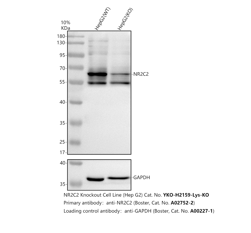 a02752 2 nr2c2 primary antibodies wb testing 3