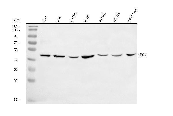 a02753 1 bcat1 primary antibodies wb testing 1