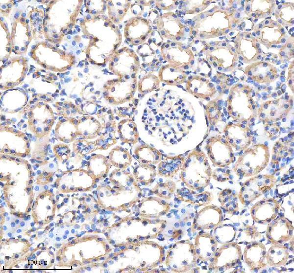 a02754 1 gatm primary antibodies ihc testing 4