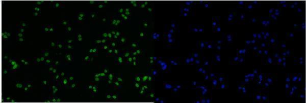 a02755 1 mcm6 primary antibodies if testing 6