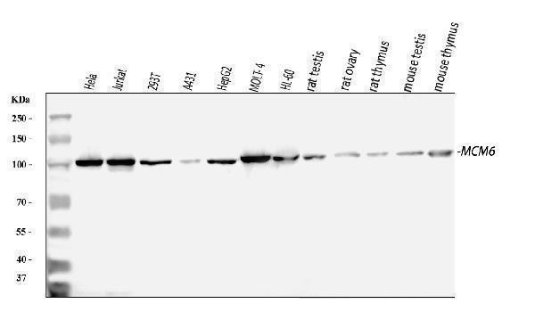 a02755 1 mcm6 primary antibodies wb testing 1_1