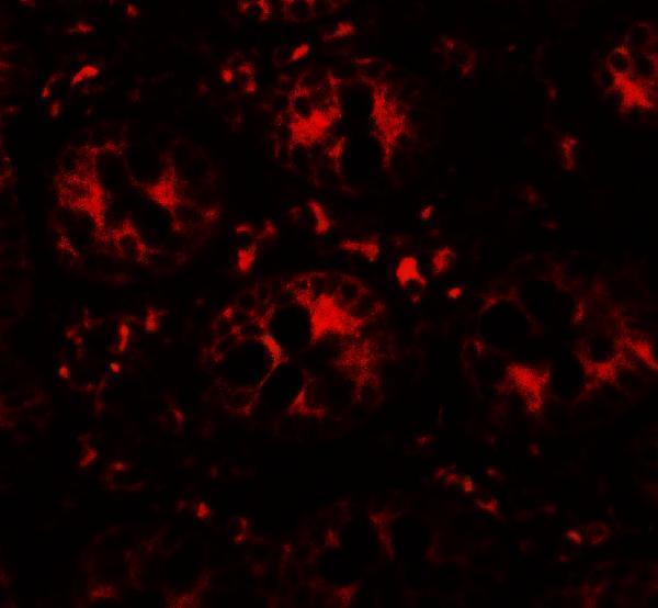 Immunofluorescence of DAP in human small intestine tissue with DAP antibody at 20 μg/ml
