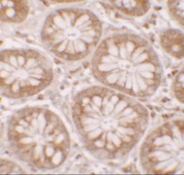 Immunohistochemistry of DAP in human small intestine tissue with DAP antibody at 5 μg/ml