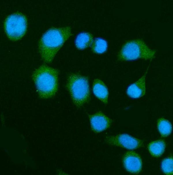 a02756 3 dap primary antibodies if testing 3