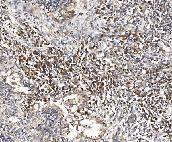 a02756 3 dap primary antibodies ihc testing 2