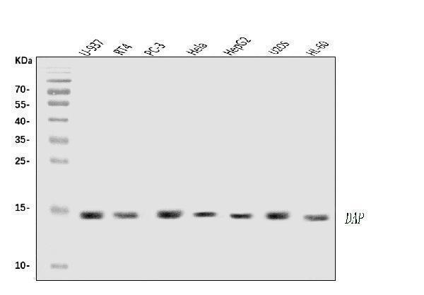 a02756 3 dap primary antibodies wb testing 1